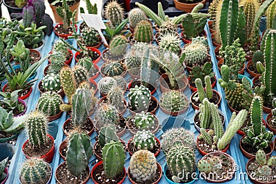 Miniature desert succulent plants sold in market Stock Photo