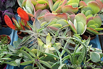 Miniature desert succulent plants sold in market Stock Photo