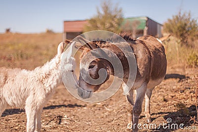 Miniature donkey love Stock Photo