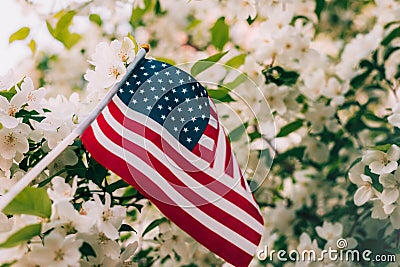 Miniature flag of America on the background of a flowering tree. Politics, learning a foreign language. July 4. Memorial Stock Photo