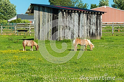 Miniature horses at farm land Stock Photo