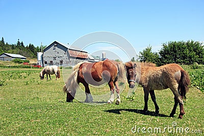 Miniature horses in a field Stock Photo
