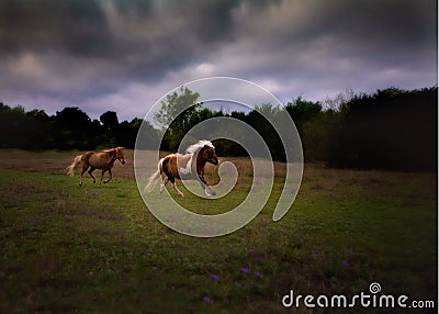 Miniature horses galloping Stock Photo