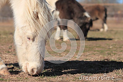 Miniature Horses Grazing Stock Photo