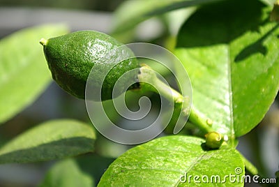 Miniature lime on tree Stock Photo