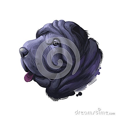 Miniature mini shar pei dog, profile portrait digital art illustration. Pet bred from recessive gene of shar-pei, Chinese Cartoon Illustration