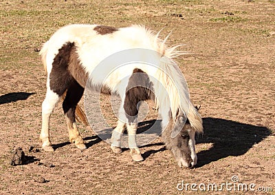 Miniature Paint Pony Stock Photo