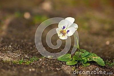 Miniature pansy in a fugue Stock Photo