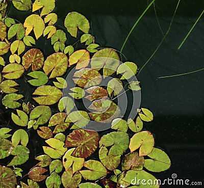 Miniature patterned water lily leaves background - image Stock Photo