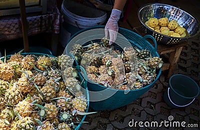 Miniature pineapples. Thai street fruit food. A woman`s hand takes mini pineapples from a basket. Chiang Rai Province. Thailand. Stock Photo