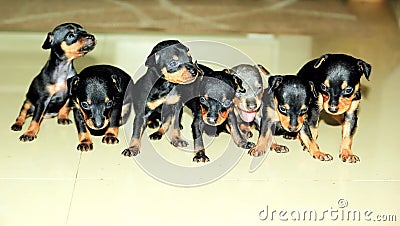 Miniature Pinscher Stock Photo