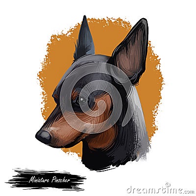 Miniature pinscher, German dog breed digital art illustration. Profile portrait of canine originated in Germany. Min pin Cartoon Illustration