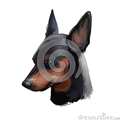 Miniature pinscher, German dog breed digital art illustration. Profile portrait of canine originated in Germany. Min pin hound, Cartoon Illustration