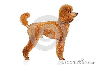Miniature Poodle on white background Stock Photo