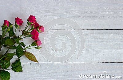 Miniature roses on white boards Stock Photo