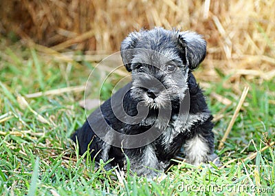 Miniature Schnauzer black and silver puppy dog outdoors portrait Stock Photo