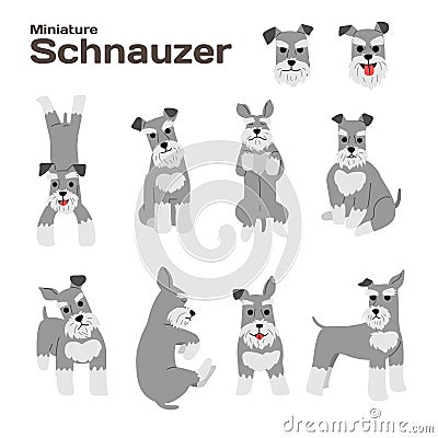 Miniature schnauzer,dog in action,happy dog Vector Illustration