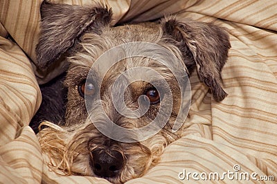 Miniature schnauzer dog bundled in blankets Stock Photo