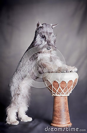 Miniature schnauzer dog playing darbuk Stock Photo