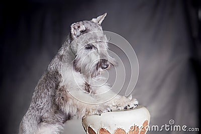 Miniature schnauzer dog plays on a darbuk Stock Photo