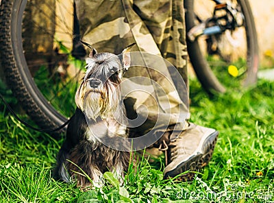 Miniature Schnauzer Dog Sitting In Green Grass Outdoor Stock Photo