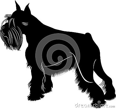 Miniature schnauzer dog Vector Illustration