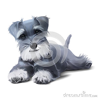 Miniature Schnauzer puppy. Watercolor drawing Stock Photo