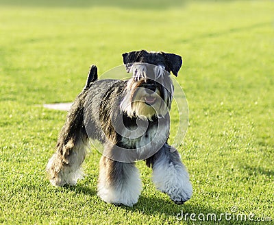 Miniature Schnauzer Stock Photo