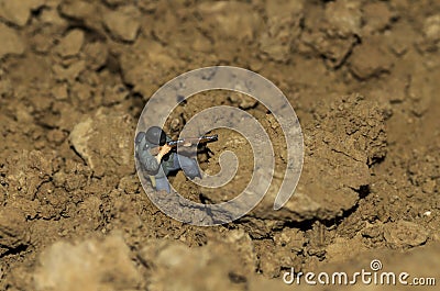 A miniature soldier are shooting. Stock Photo