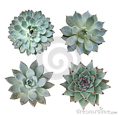 Miniature succulent plants Stock Photo