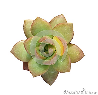 Miniature succulent plants Stock Photo