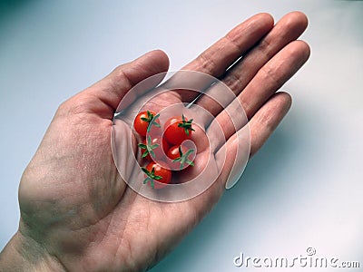 Miniature tomatoes in the hand dwarfish dwarf bonsai Stock Photo