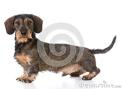 miniature wirehaired dachshund Stock Photo