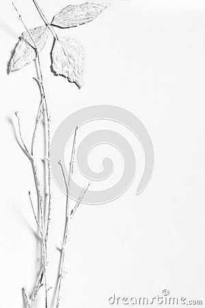 Minimal composition with dry leaves and twigs on white Stock Photo