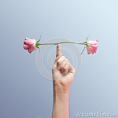 Minimal concept inspired by balance. Two buds roses balancing on the male index finger. Blue background with creative copy space Stock Photo