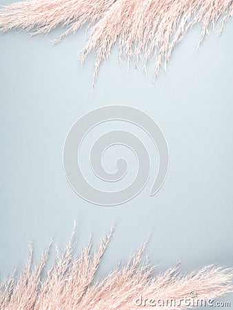 Minimal design background with pastel pink pampas grass on blue. Stock Photo