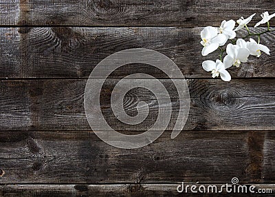 Minimal flat lay of genuine wood background with white orchids Stock Photo