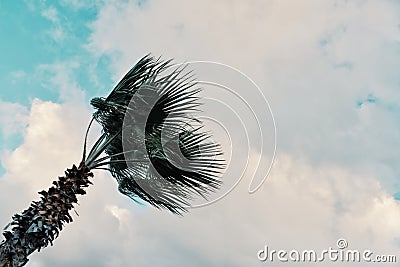 Minimal graphic concept picture of palm tree in strong winds in front of storm clouds Stock Photo