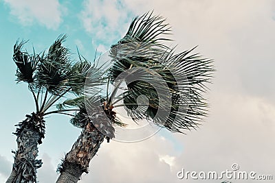 Minimal graphic concept picture of palm trees in strong winds in front of storm clouds Stock Photo