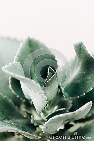 Minimal lifestyle concept, Sharp pointed agave plant leaves, Stock Photo