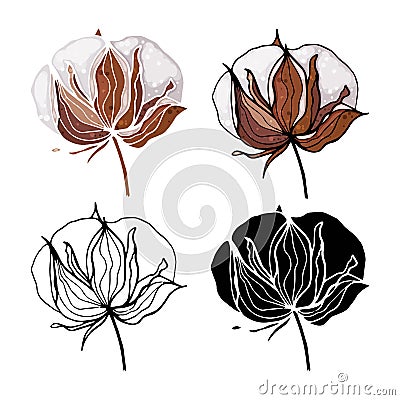 Minimal monochrome botanical design, engraving bud. Contour hand drawign and color isolated set of cotton flower with leaves. Vector Illustration