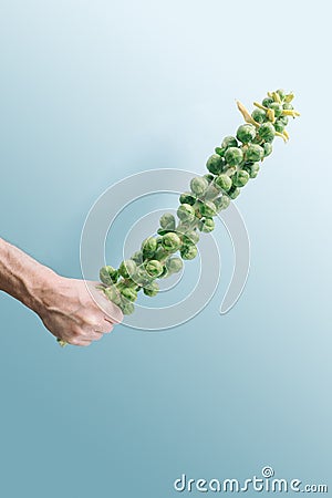 Minimal organic vegan concept. Man hand hold fresh vibrant Brussel sprouts stem against blue background Stock Photo