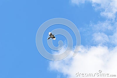 Flying magpie bird in blue sky with white clouds Stock Photo