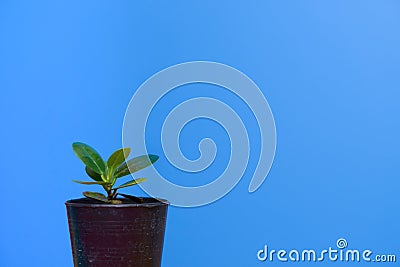 Minimal tree in pot on blue solid background with copy space Stock Photo