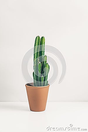 minimalist, home office, minimalism, succulent, office space, cactus, plant, green, nature, house, home, detail, botanical, botany Stock Photo