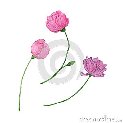 Minimalist loose peony buds watercolor drawn set Stock Photo