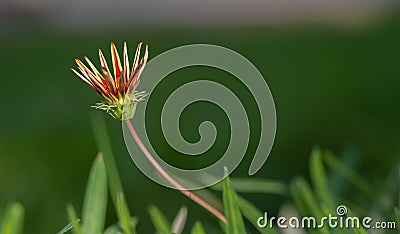 Minimalist photo of a flower with bokeh Stock Photo