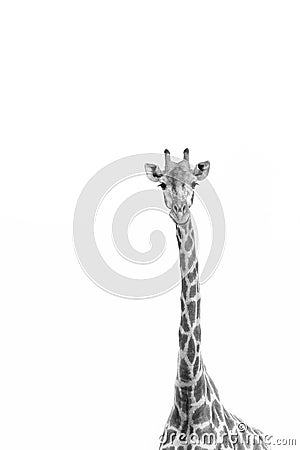 Minimalist Giraffe Stock Photo