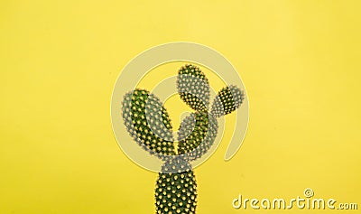 Minimalist prickly pear with yellow background and shadow Stock Photo