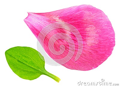 Minimalistic composition of green leaf of plantain and pink petal of peony on white background Stock Photo